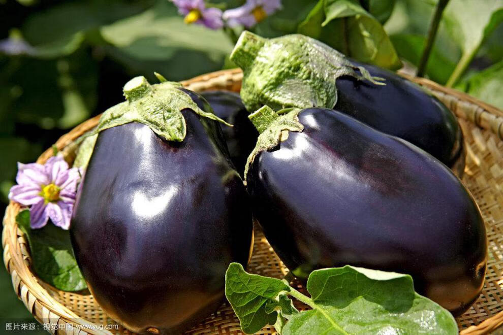 特大牛心茄种子紫茄罐大果紫茄子紫红椭圆形露地蔬菜种子蔬菜籽 紫罐