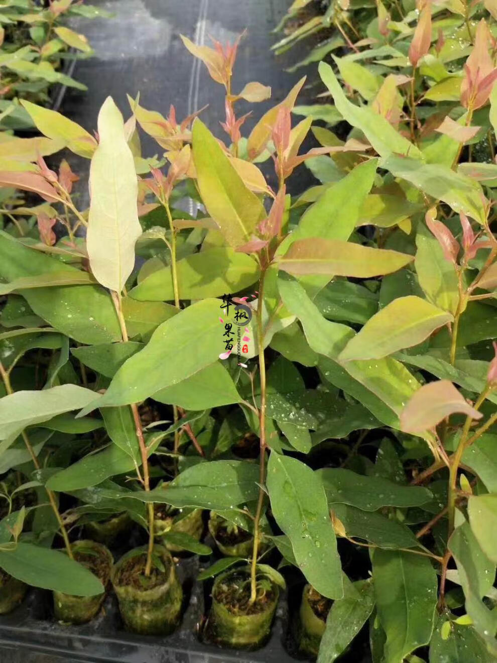 广西速生桉树苗h3229 广9262728 k1 k3号轻基质杯桉树苗带泥 29号桉