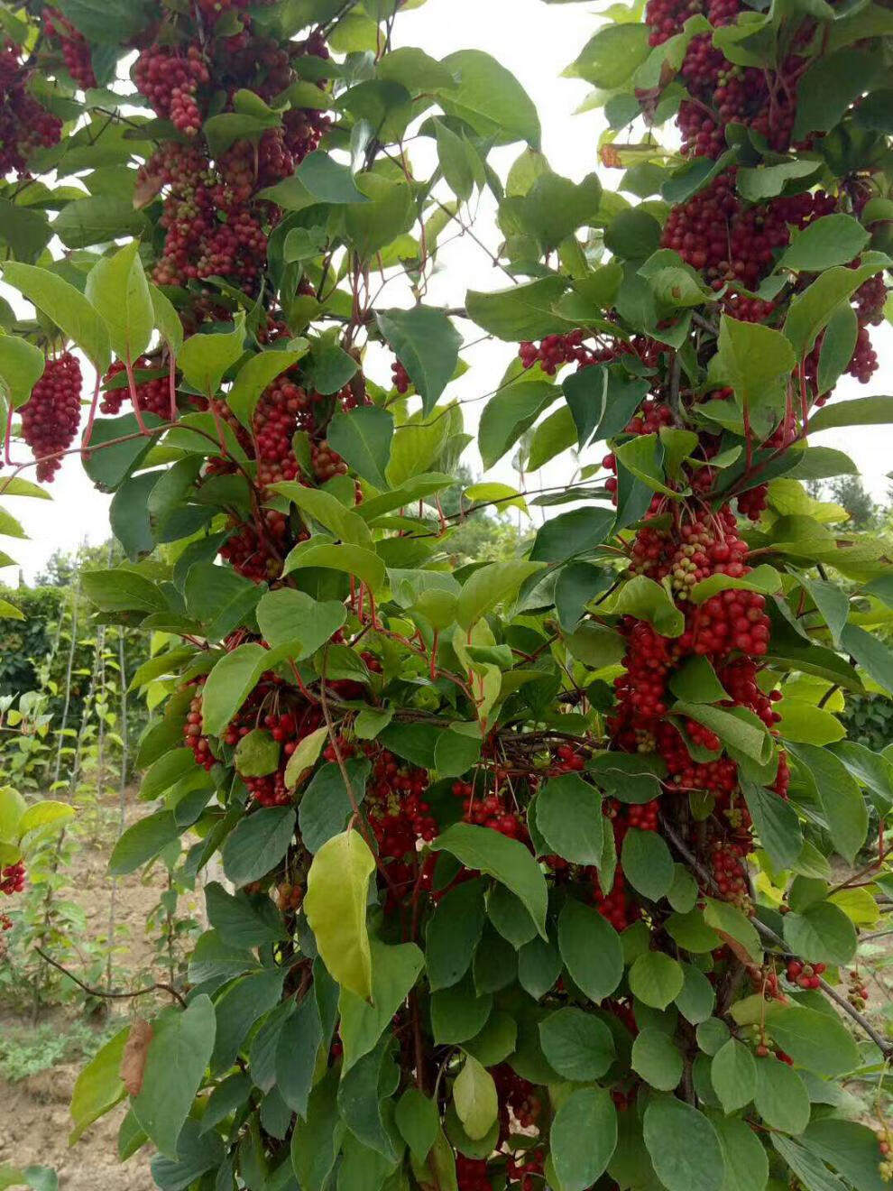 hqc五味五味子树苗东北野生北五味子苗名贵药材南北方种植结果果树苗
