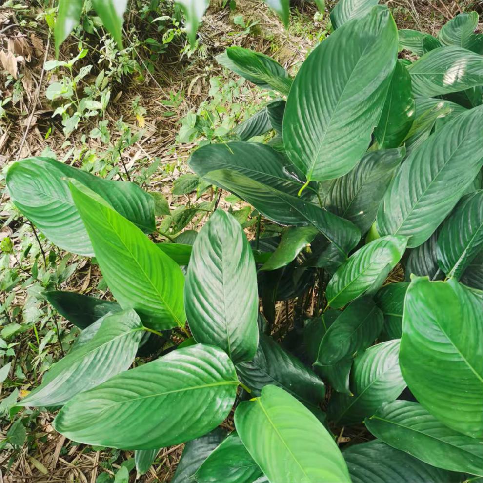 青樱红荔广西大粽子叶野生粽子叶新鲜现摘粽柊叶裹蒸粽叶绿色30张送粽