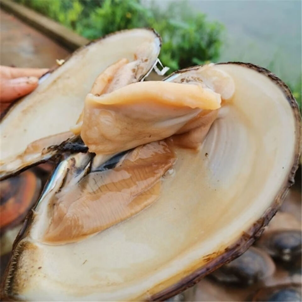 河蚌新鲜活体 食用河蚌蛤蜊河蚌肉河蚌苗海巴子带壳 大小混装3斤