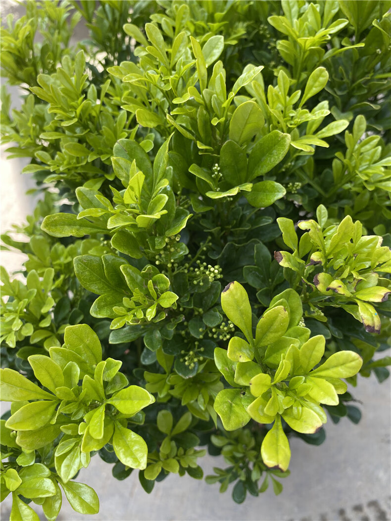 养植物米仔兰树兰多季开花浓香 精品球形绿化大苗 不含盆【图片 价格