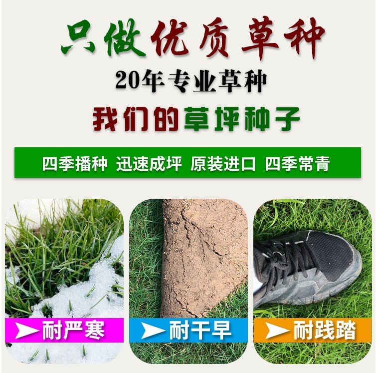 芗苒四季青草籽高羊茅草种护坡草籽黑麦草耐寒耐旱耐践踏耐热不修剪
