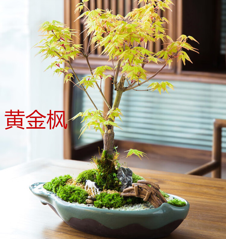 红枫苗盆栽日本红舞姬红枫三季红黄金枫盆栽苗微型盆景红枫树桩盆栽