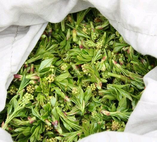 桐柏特产珍珠花菜花儿菜野生珍珠花芽树花菜一斤