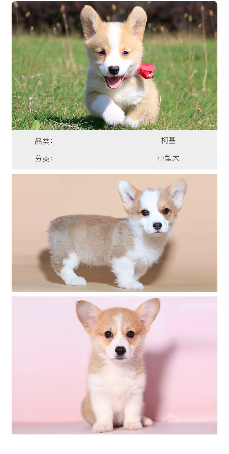 犬玩具型迷你博美狗哈多利球体博美狗白色狗狗公母都有包纯种小体型公
