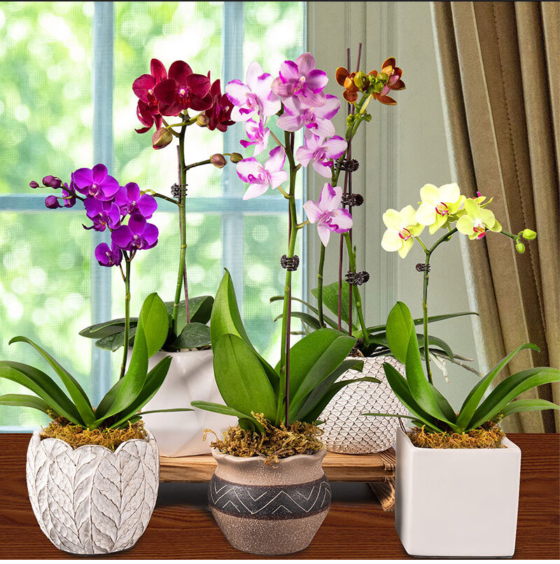 蝴蝶兰盆栽带花剑花苞室内客厅阳台花卉观花石斛兰花盆景开花植物 贝