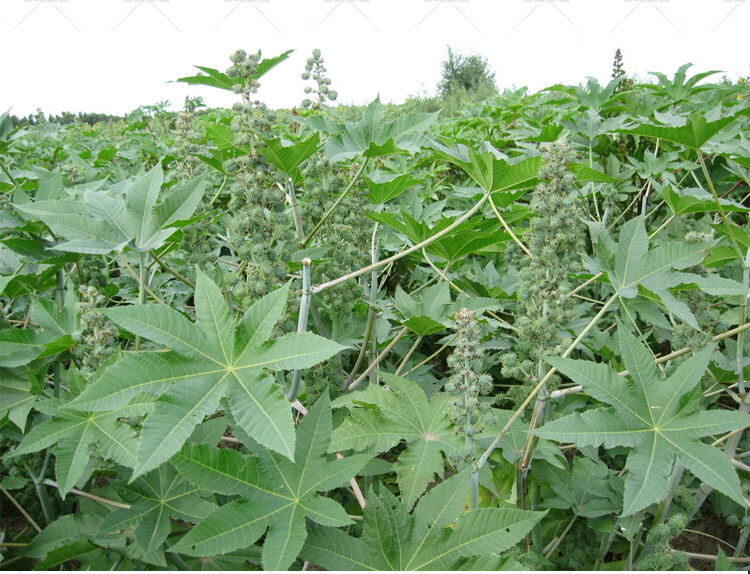 蓖麻种子 蓖麻子 红蓖麻种子 老麻了 草麻 红蓖麻半斤.