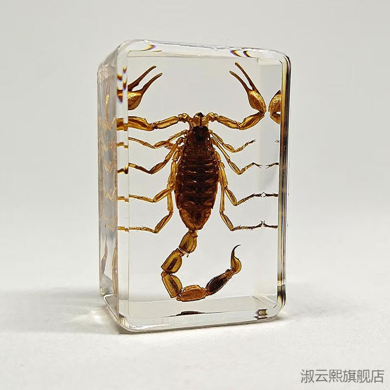 2022新款环氧树脂昆虫标本 真实昆虫标本幼儿园动物真虫树脂早教观察