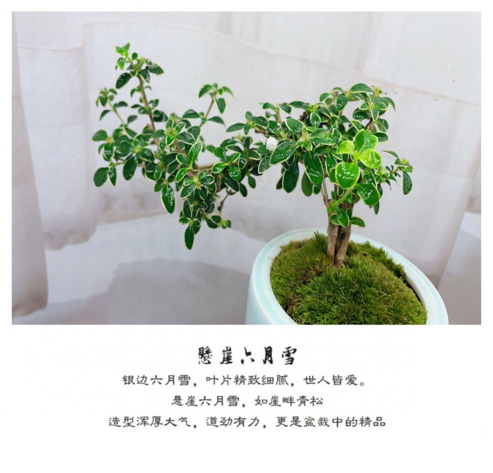 六月雪盆栽悬崖造型小盆景金边红花四季常青开花好养室内客厅花卉