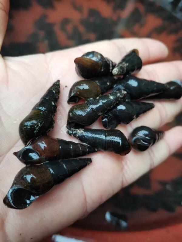 广西新鲜山坑螺野河坑螺黑钉螺黑螺长螺丝山螺特产5斤中大个