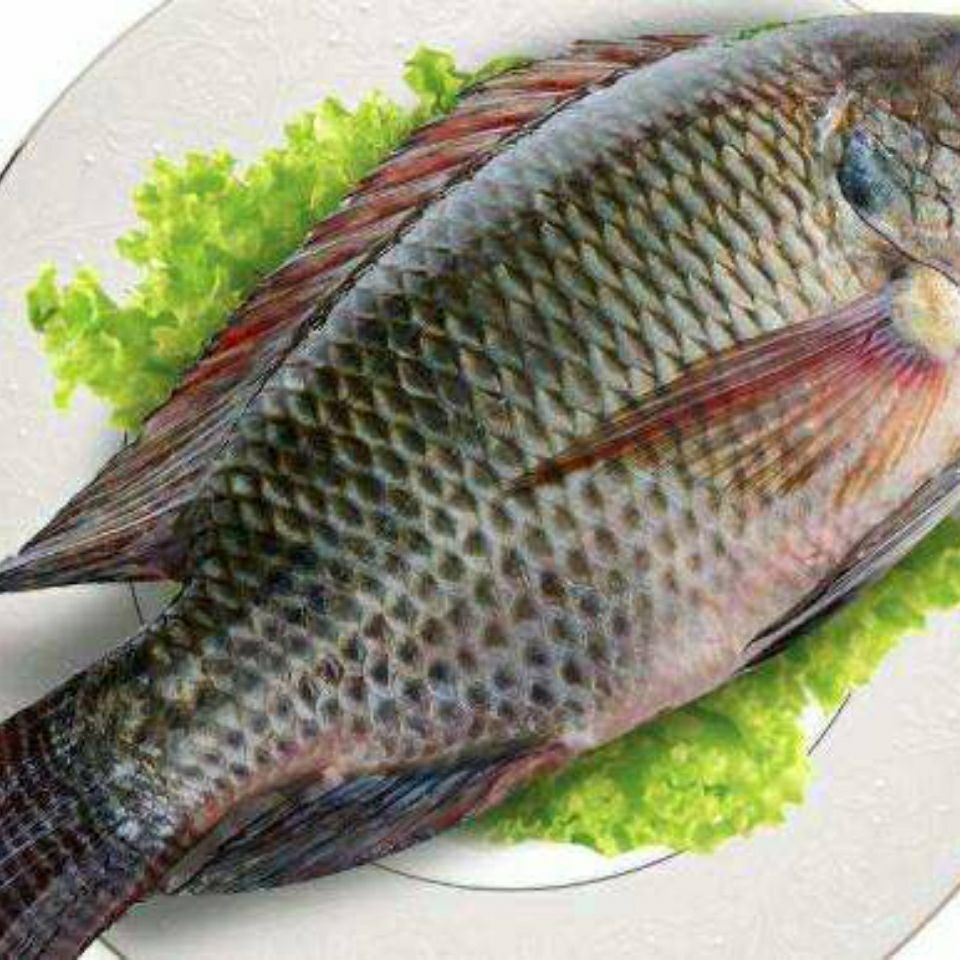 罗非鱼真空包装罗非鱼新鲜鱼野生大条渔船捕捞无冰衣春田之光 1条 2.