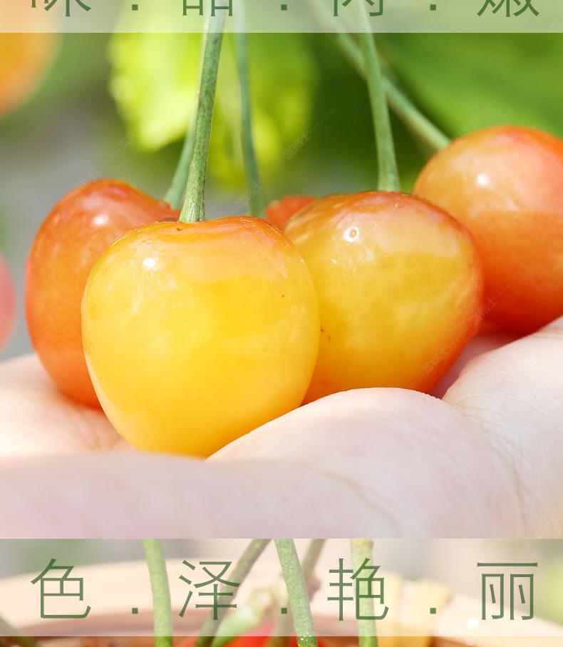 山东黄水晶黄蜜樱桃小樱桃黄车厘子水果新鲜土樱桃酸甜孕妇 1500g