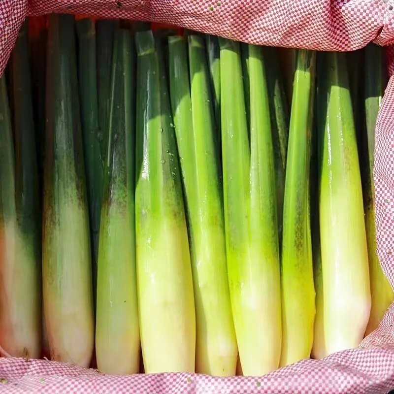 新鲜茭白高笋儿菜蔬菜茭瓜孕妇食材时令农产品茭白 1斤(精品)带壳发货