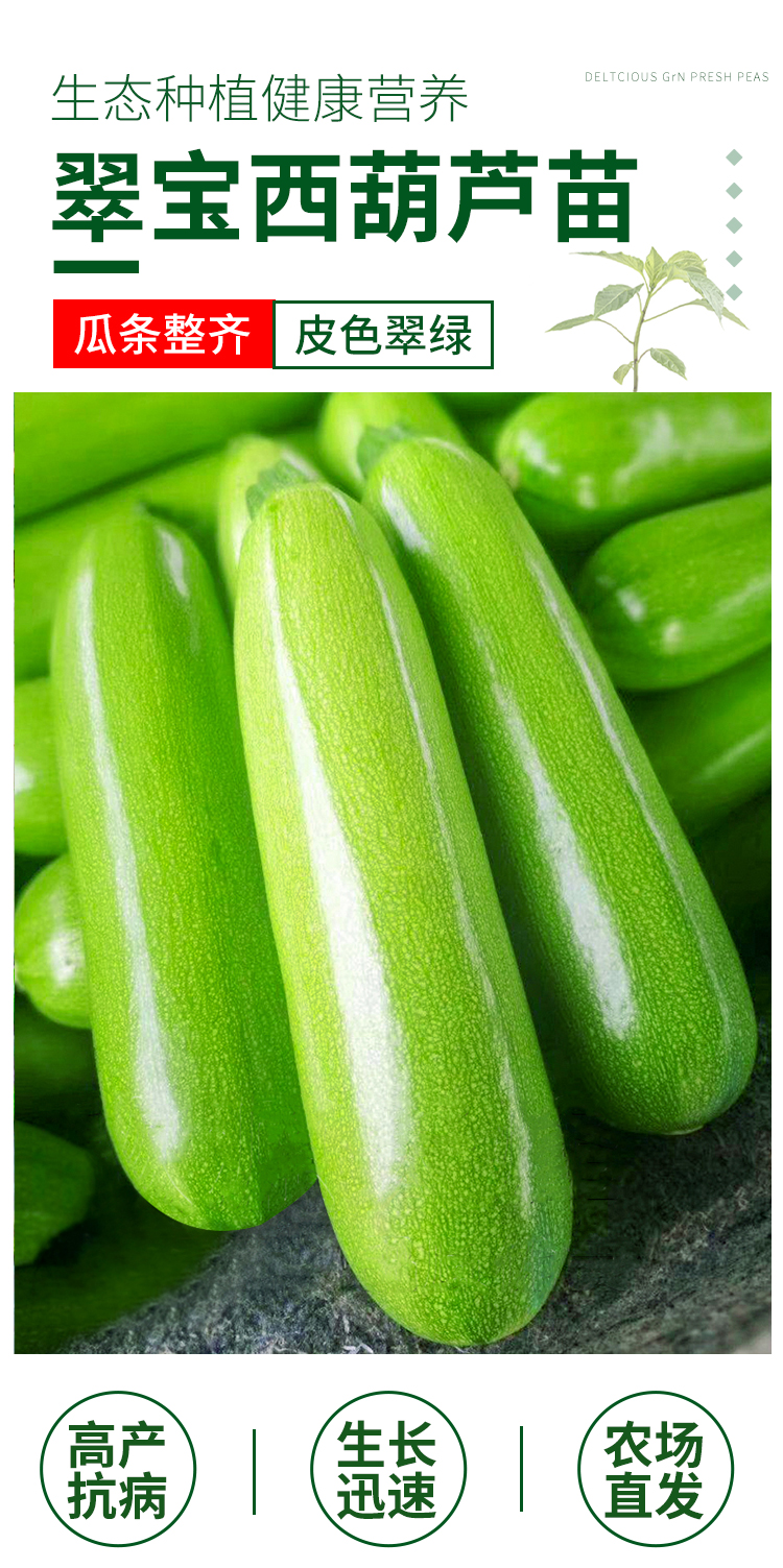 黎昕西葫芦种子苗高产阳台四季盆栽西胡芦种籽蔬菜春季蔬莱瓜孑瓜苗翠