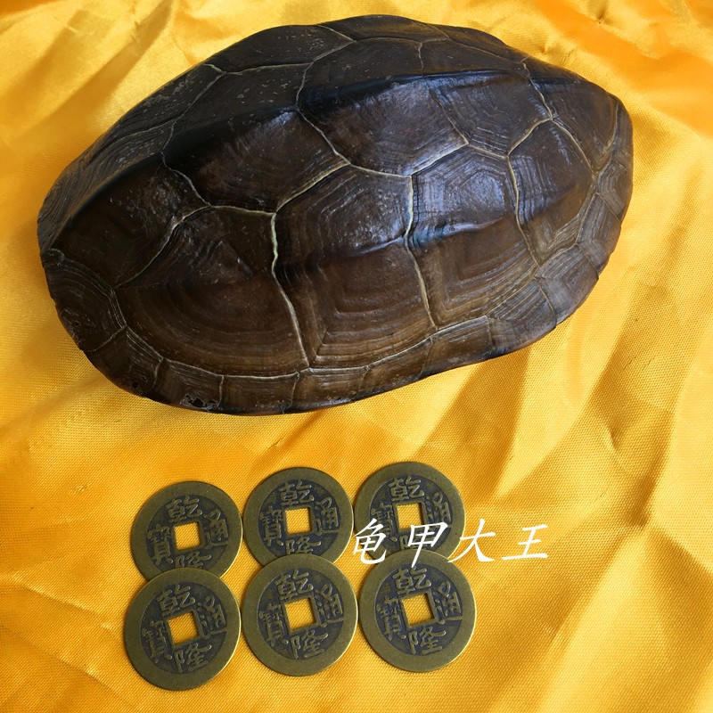 龟壳摇卦乌龟壳乾隆通宝卦钱乾隆铜大钱自然龟甲把件