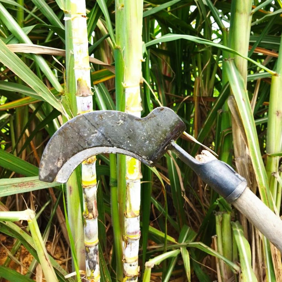 剥甘蔗叶刀剥甘蔗叶神器刮叶刀甘蔗刀撕扒刨叶刀农用削甘蔗剥叶刀豆乐