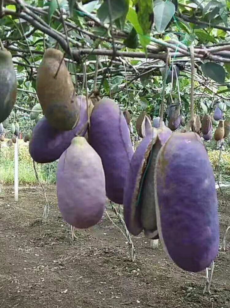 楠致八月瓜果树苗当年结果野生八月瓜苗四季种植南方八月炸树苗青色1