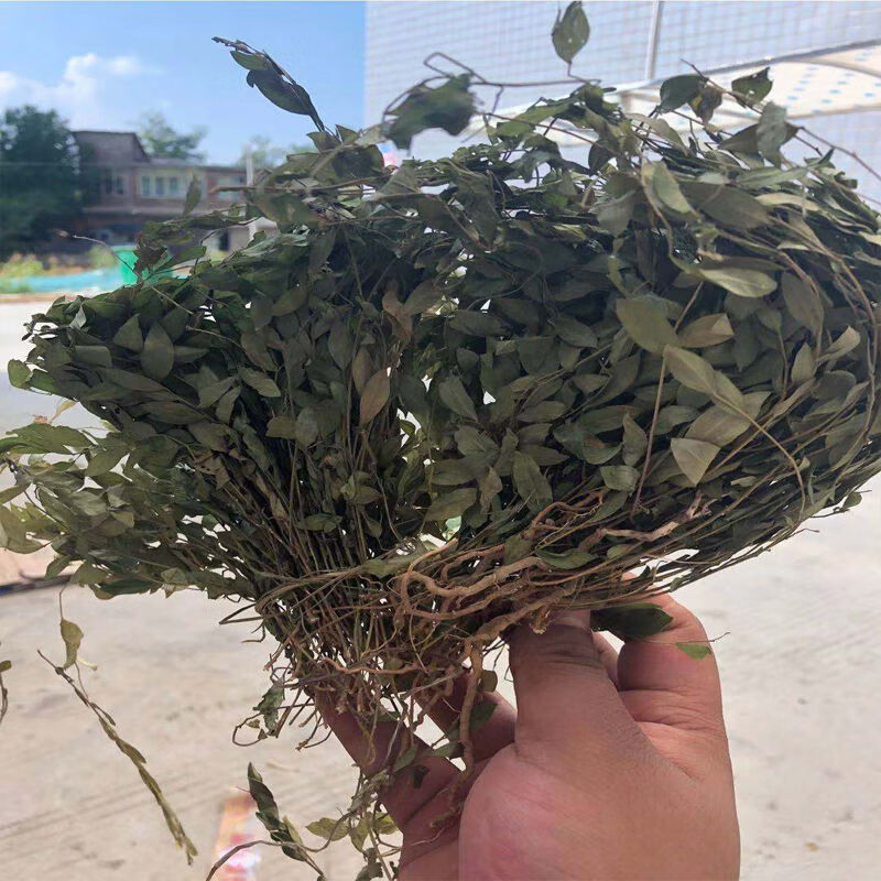 来马回 瓜子金草干品乱马回辰砂草二月花惊风草野中草药 来马回500克