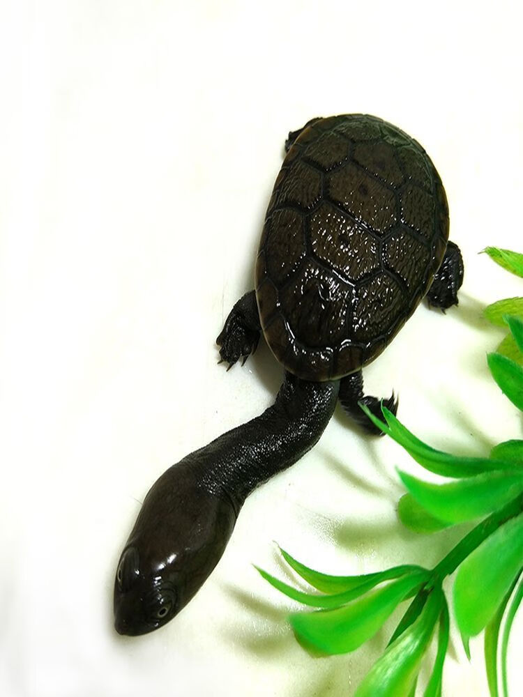 族萃长颈龟大型龟宠物混养鱼缸深水蛇颈侧颈网红观赏乌龟蛇颈龟错甲10