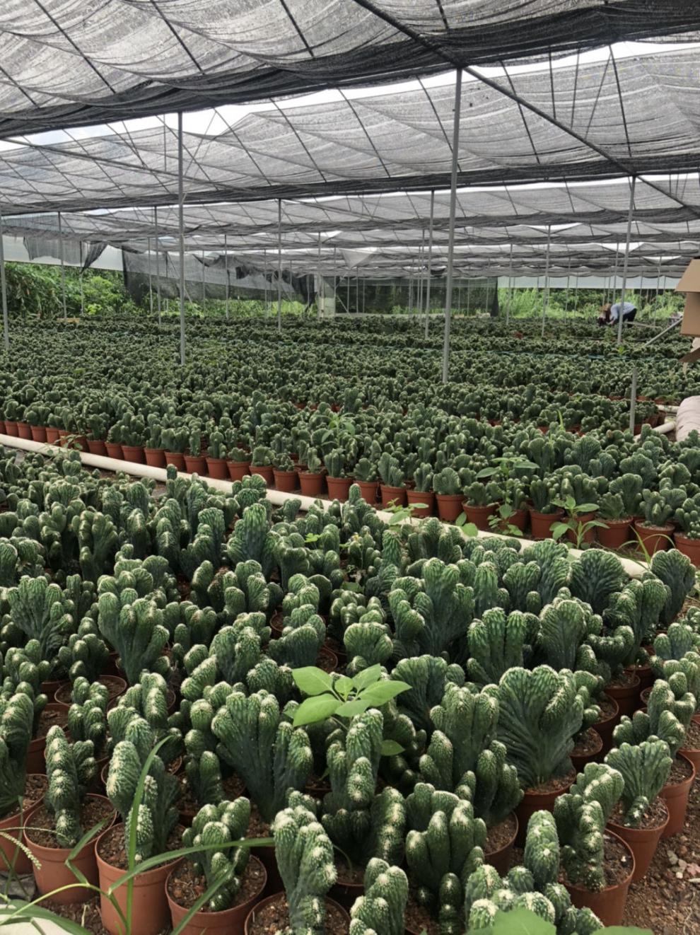 汇泉五指山仙人掌超大山影仙人球室内小盆栽玉麒麟多肉易栽好养活办公