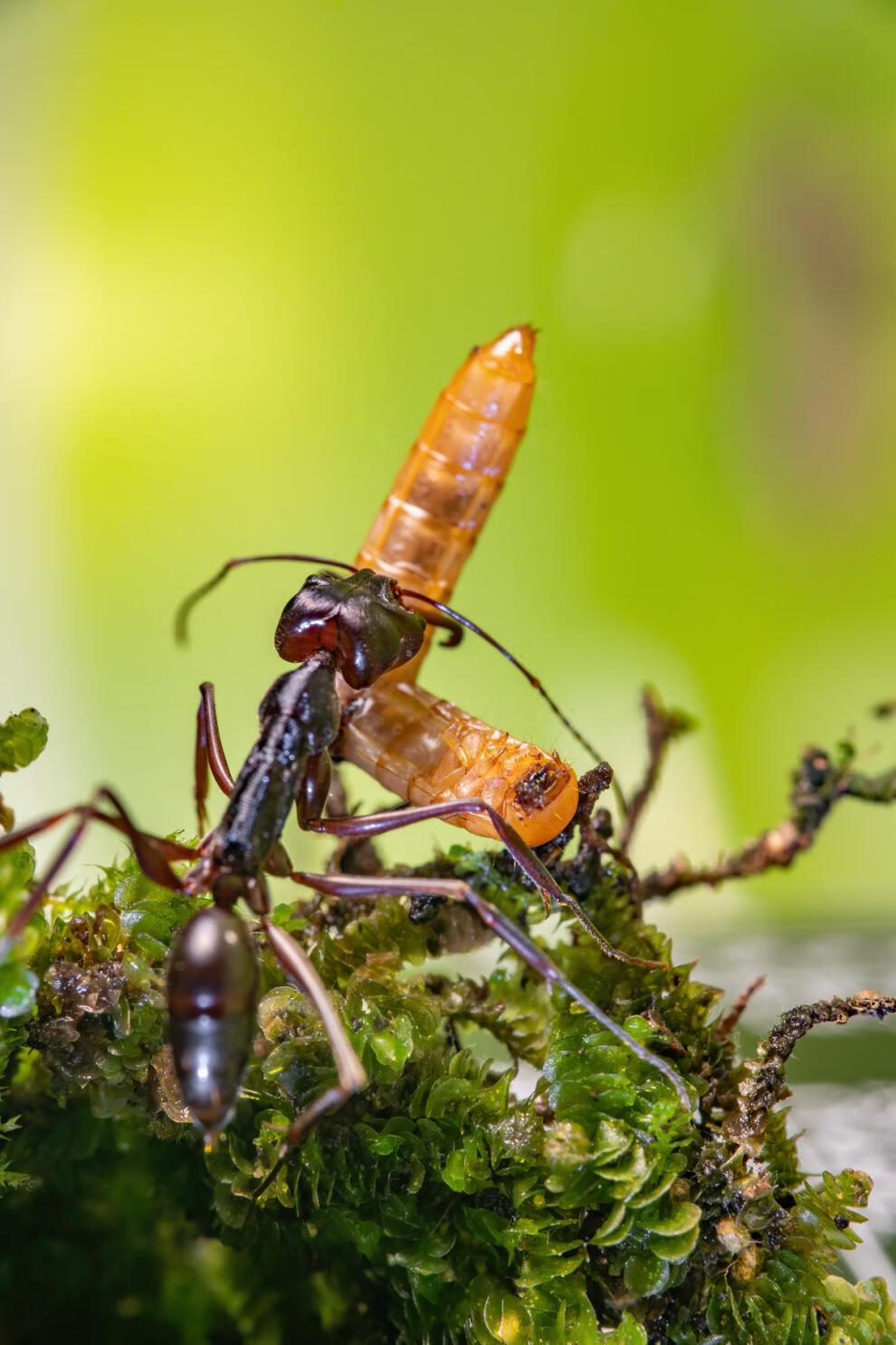 大齿猛蚁vs马蜂图片