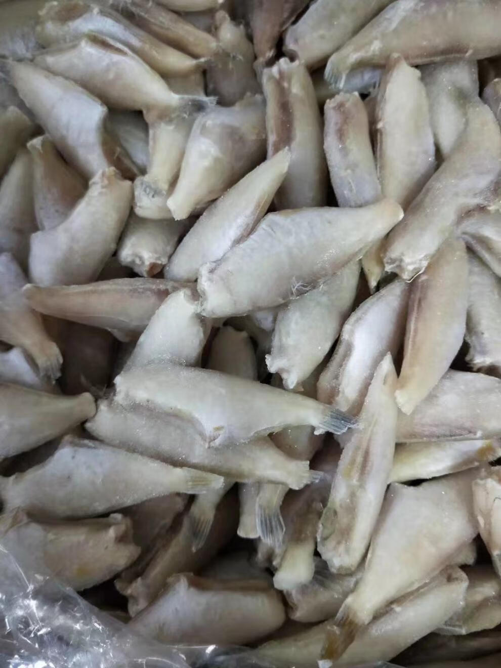 耗儿鱼 新鲜冷冻小号耗儿鱼马面鱼扒皮鱼毛重9斤一箱肉质鲜嫩带冰