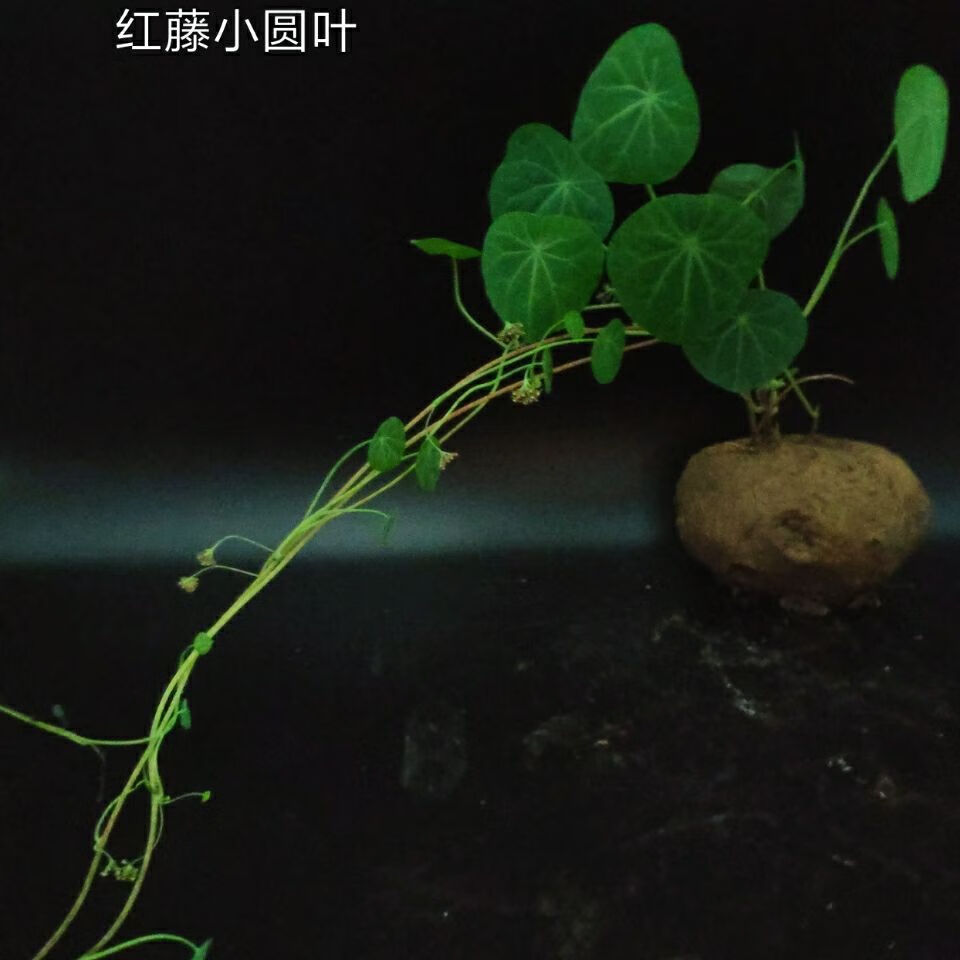 山乌龟红藤血藤绿藤爬藤植物园艺盆景盆栽花卉红藤小圆叶批发 秋颖