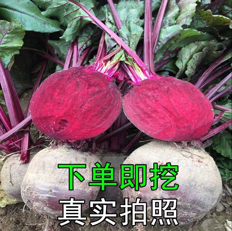 新鲜甜菜根15斤现挖现发红甜菜菜疙瘩菜卡通包榨汁酵素泡菜优质甜菜根