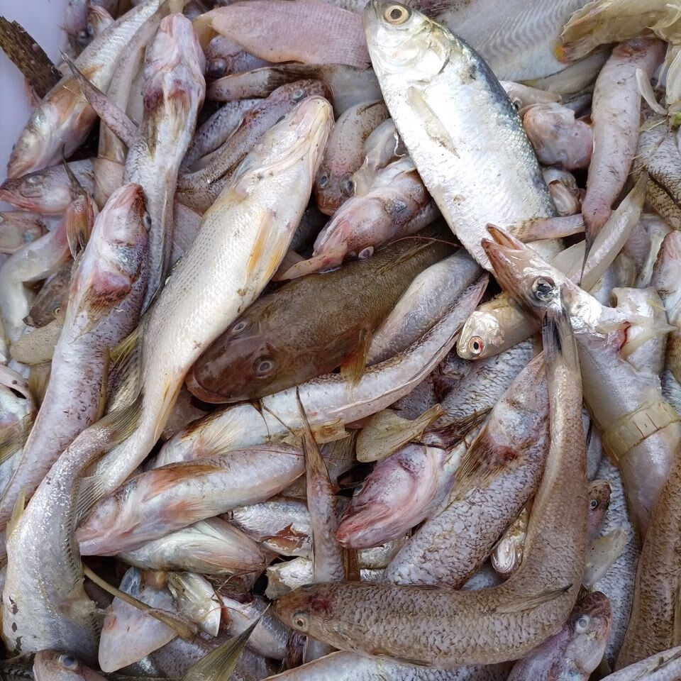 新鲜海鱼杂鱼小船当天捕捞马鲛鱼鲳鱼小黄鱼龙利鱼杂鱼随机发 昌盛隆