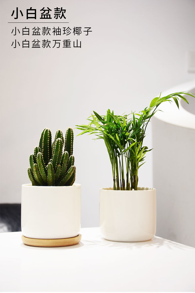 北欧风室内盆栽桌面好养仙人掌吸甲醛办公室绿植净化空气摆件黑罐一帆