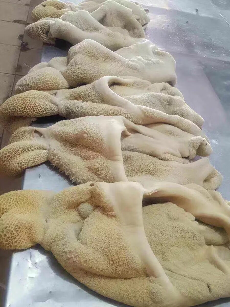 清真半熟原味牛肚新鲜 清水煮制牛肚子毛肚牛大肚牛百叶 牛肚火锅 半