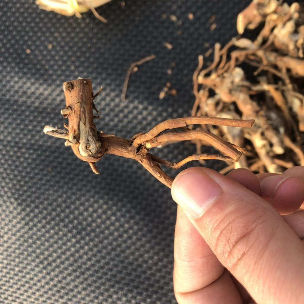 东北野生托莫根树莓根小兴安岭食品250g托摩根脱莫根大兴安岭 纯野生