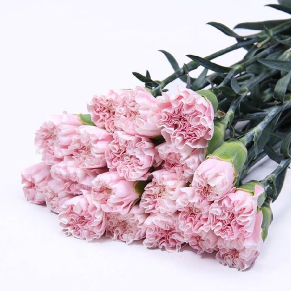 真花 送妈妈生日鲜花家用水养 单头康乃馨新娘18支送2支防损耗【图片