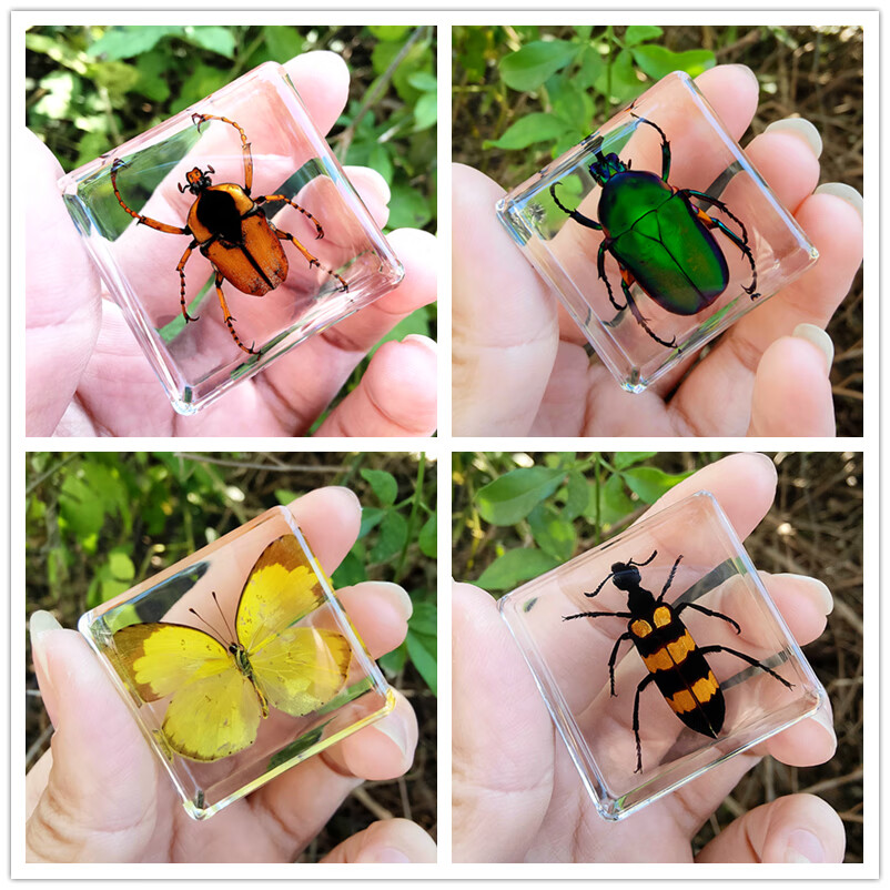 香槟色 苹绿唇花金龟【图片 价格 品牌 报价】-京东