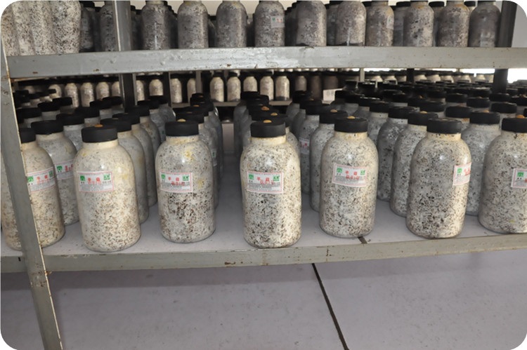 平菇草菇食用菌种原种一级种二级种三级种栽培种生产蘑菇种子母种姬菇