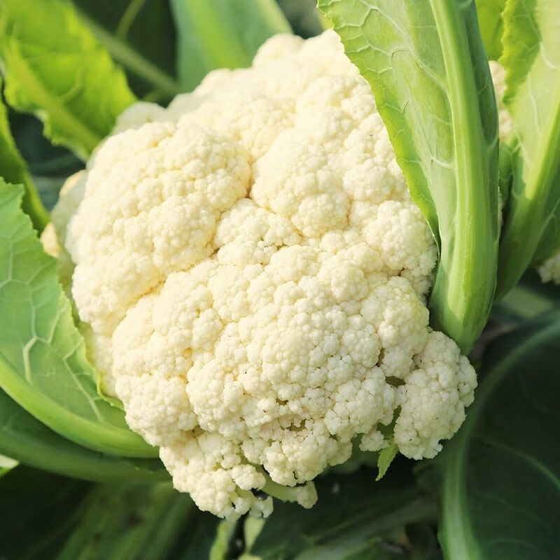 【现货直发】现摘新鲜白花菜青梗花菜西兰花白菜花结花菜花椰菜产地