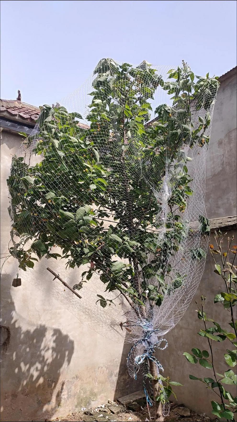 防鸟丝网家用果树嘉宝果树网枇杷树网樱桃防鸟用的网果树防鸟丝网罩 1