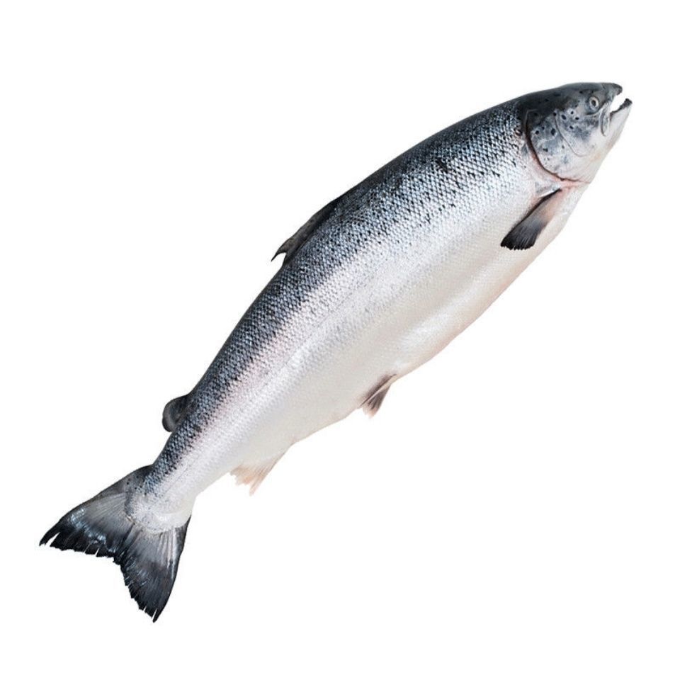 飞鹅雨林食味食用虹鳟鱼新鲜淡水三文鱼海鲜水产鲜活 】1.
