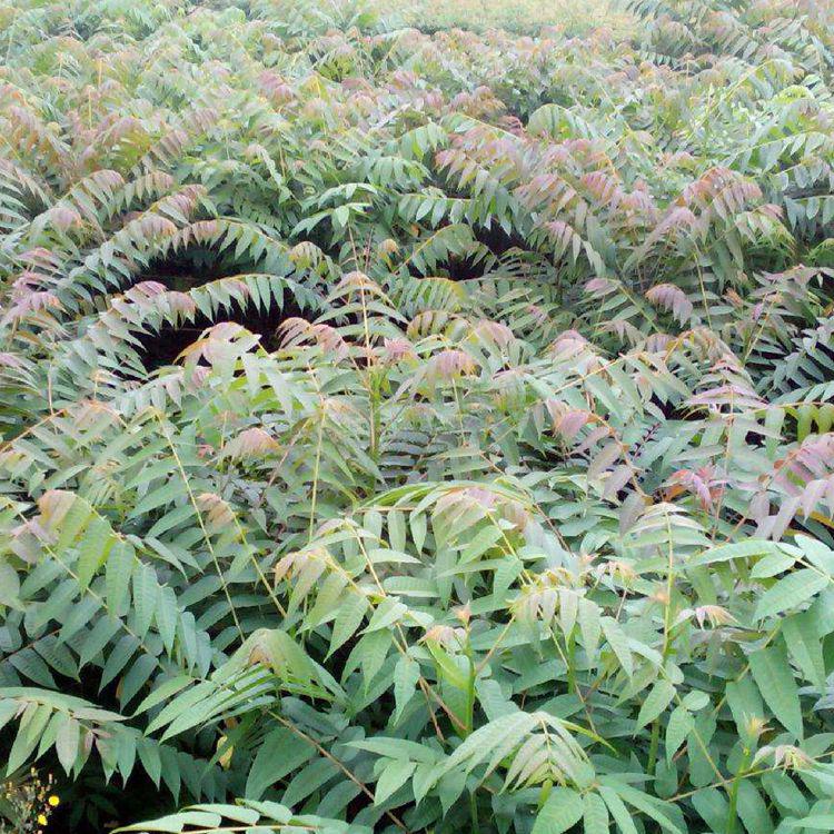 香椿树苗香椿树苖香椿苗红油椿树苗盆栽地栽食用芽菜苗南方北方种植四