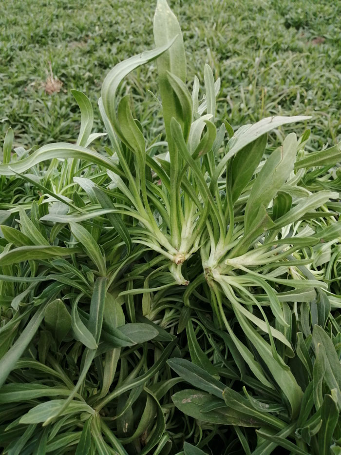 面条菜新鲜野菜当季蔬菜羊蹄棵柳叶菜蒸菜食材农家露天种植3斤5斤500g