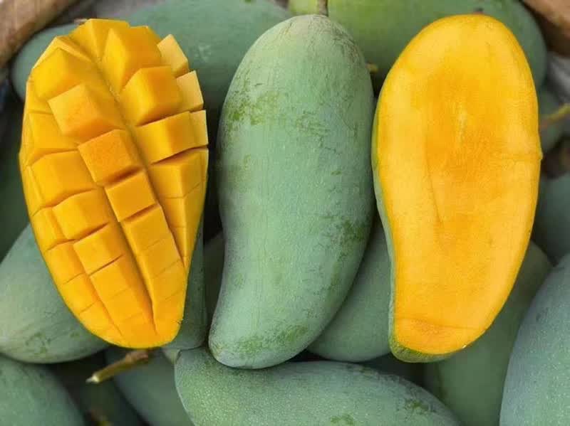 (现摘现发/爆甜多汁)攀枝花金煌芒果 新鲜大青芒水果 香甜肉厚芒果 当