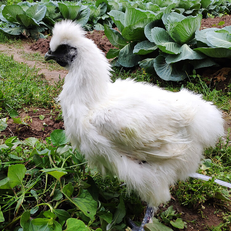正宗白凤乌鸡种蛋快大型肉鸡竹丝乌骨鸡受精蛋可孵化受精卵鸡35枚