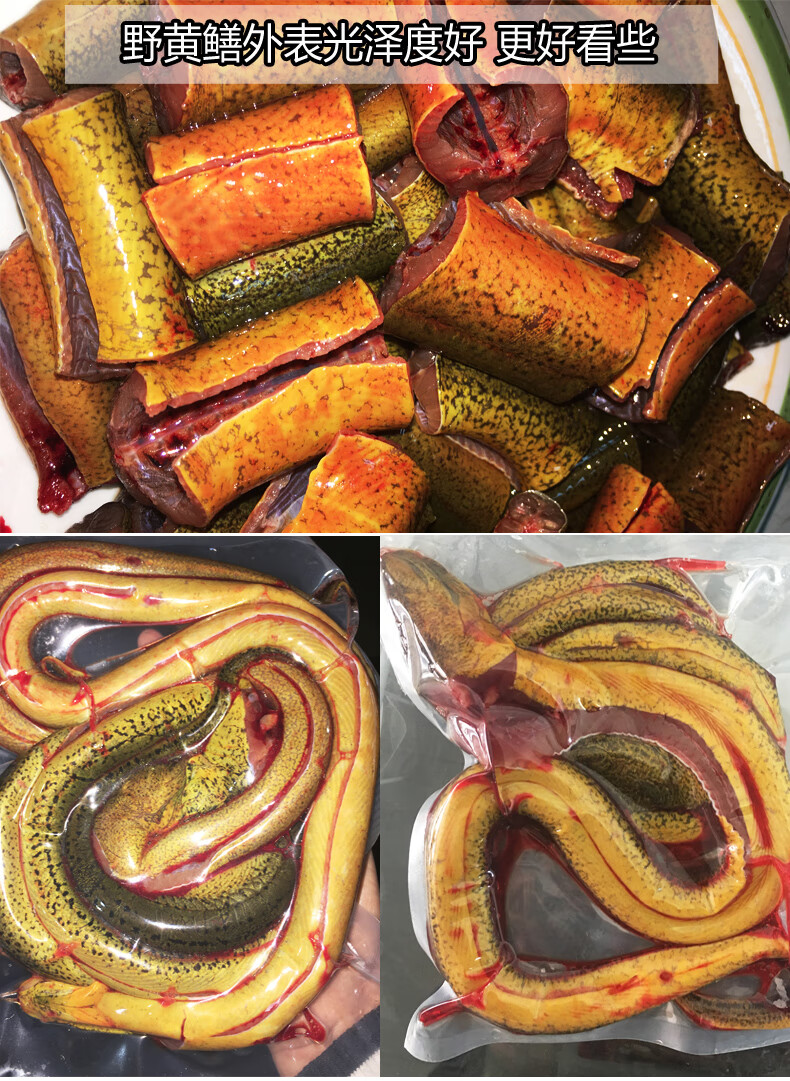 洪泽湖ye生野黄鳝/长鱼/鳝鱼 鲜活现杀野生黄鳝活体长鱼鳝鱼黄鳝鱼(净