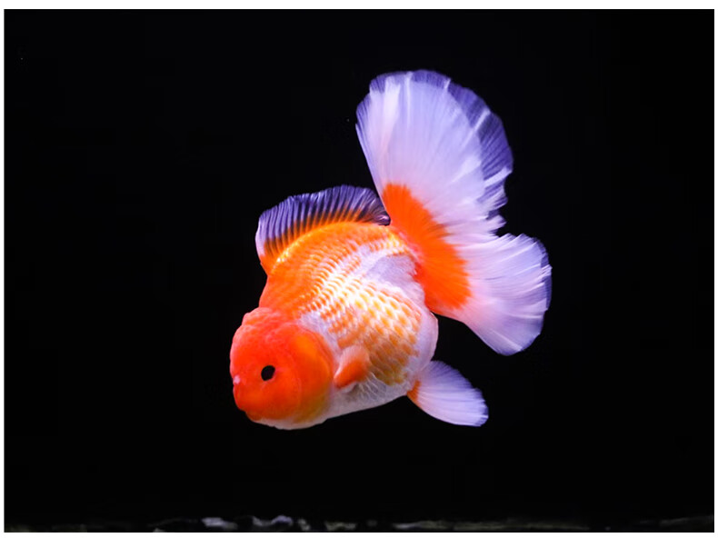 zxc进口百褶裙 精品泰狮f1金鱼活体观赏鱼原泰冷水新手活鱼渔场 进口7