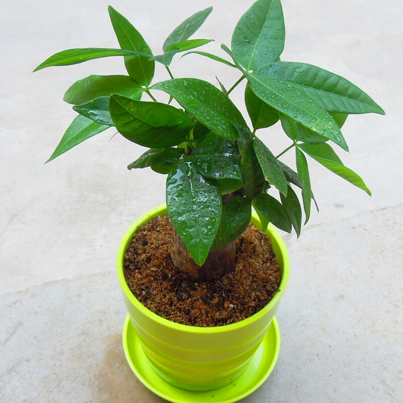 发财树小盆栽 五辫子苗盆栽 树桩独杆小盆景种子客厅办公室绿色植物