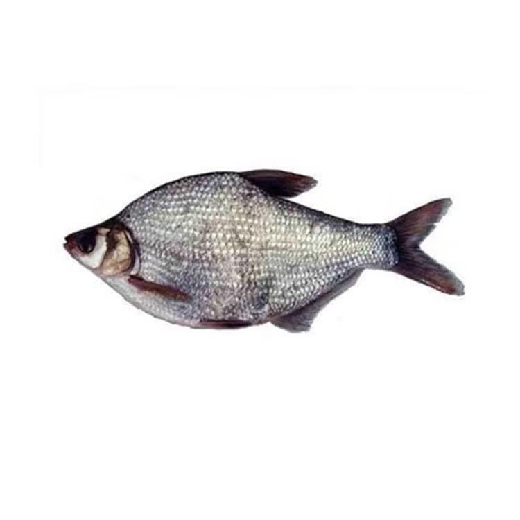 武昌鱼鱼苗鳊鱼苗扁鱼苗淡水活体养殖稻田鱼苗三角鲂鱼团头鲂鱼苗 50