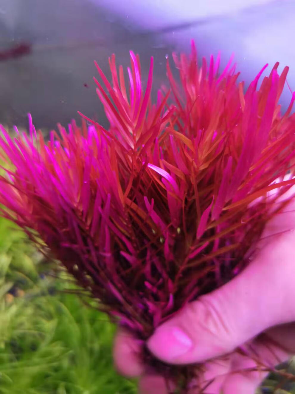 丹麦血红宫廷水草丹麦血红宫廷鱼缸绿宫廷水下叶装饰植物阳性冷水淡水