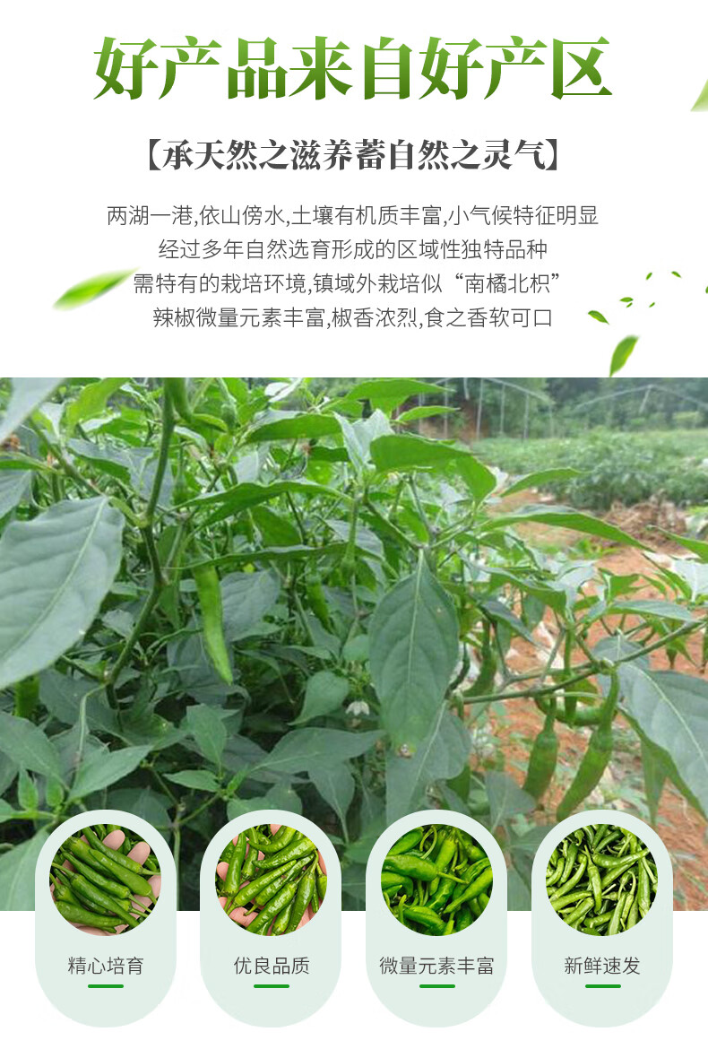 湖南樟树港 新鲜辣椒湘阴礼盒装 岳阳原种小青椒现摘 特产 1500g 1500