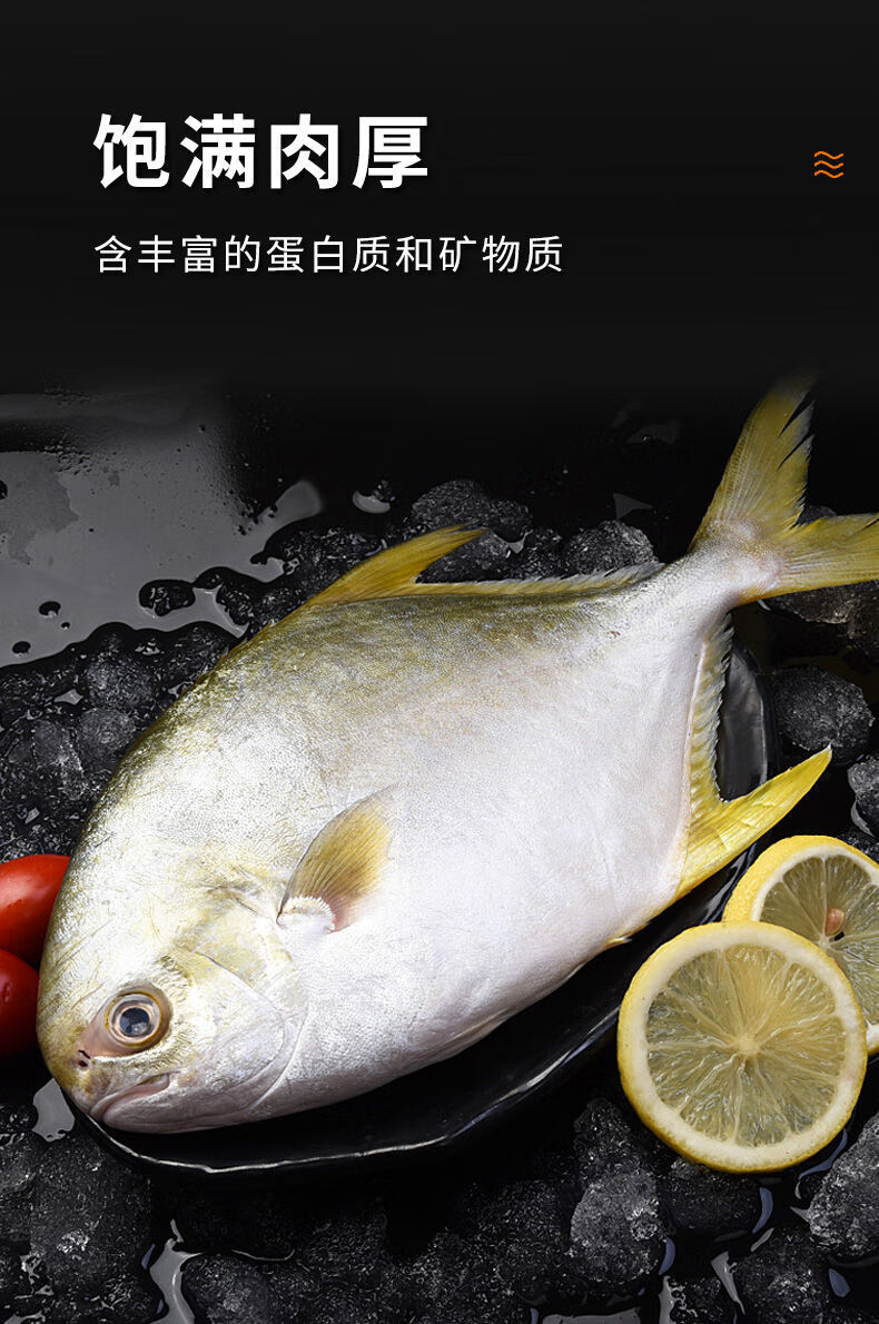 金鲳鱼鲜活冷冻新鲜鲳鱼特大号海鱼昌鱼深海海鲜水产超大号长约28厘米